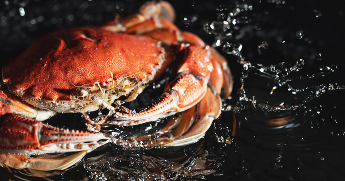 red crab on a black background