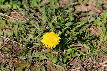 Dandelion or Taraxacum tap-rooted perennial herbaceous plant with small blooming bright yellow...