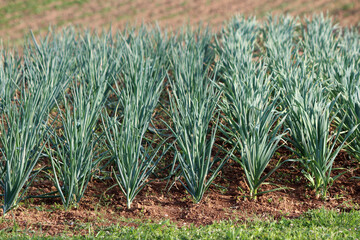 Densely planted rows of Green onions or Scallions or Spring onions or Salad onions vegetable plants growing in local urban family house garden surrounded with dry soil and other small plants on warm