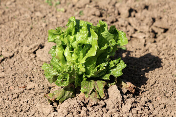 Fresh organic homegrown densely layered Lettuce or Lactuca sativa annual plant with thick leathery light green leaves growing in local urban family home garden surrounded with dry soil on warm sunny