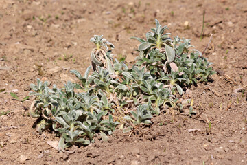 Lambs ear or Stachys byzantina or Woolly hedgenettle or Stachys lanata or Stachys olympica ornamental perennial plants with spike like stems and thick leaves densely covered on both sides with gray