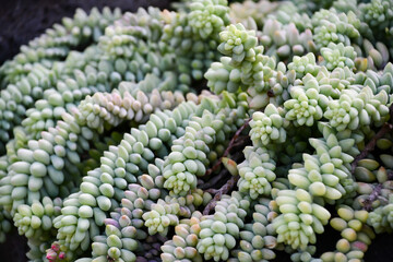 多肉植物「シンタマツヅリ」