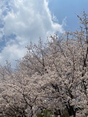 Naklejka premium Cherry blossoms at Ansan Urban Natural Park, Korea