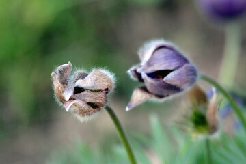 Two Pulsatilla vulgaris or Pasque flower or Pasqueflower or European pasqueflower or Danes blood herbaceous perennial flowering plants with distinctive forming silky seed-heads on long soft silver