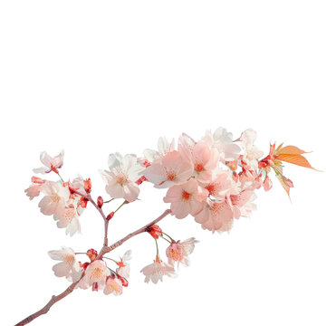 A branch of a cherry tree with pink blossoms