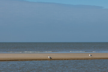 two seagulls standing on the beach close to the waterline