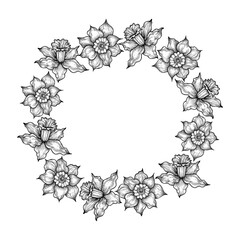 Hand drawn black pencil daffodil drawing wreath border isolated on white background. Can be used for cards, label and other printed products.