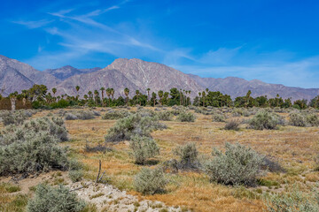 Palm thickets against the backdrop of a mountain range. Location is Southern California