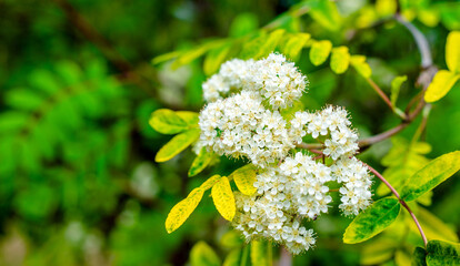 rowan blossom branch in the garden in spring 