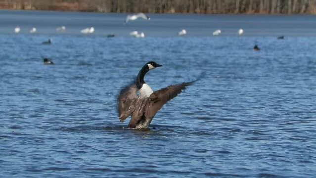 canada goose flap wings  standing in water 120 fps slow motion Branta canadensis ostensjovannet bird sanctuary norway