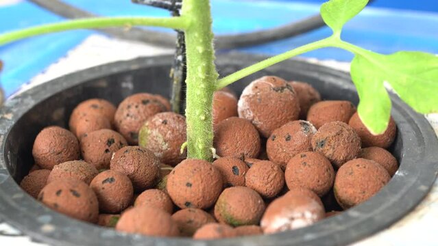 Hydroton media for planting