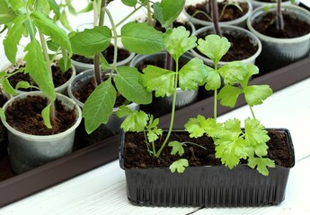 Celery and tomatoes seedlings in reusable plastic tray on white wood table. Sprouts of celery Apium graveolens var. dulce and tomatoes grown at home from seeds.