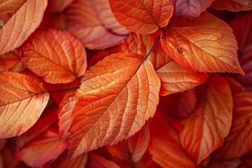 Red Macro leaves background, vintage tone