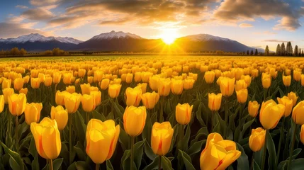 Foto op Plexiglas garden tulips yellow © vectorwin