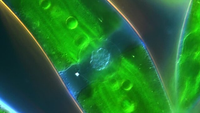 Plant Cell under the microscope revealing the cell nucleus and photosynthesis cell activity