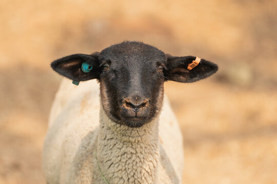 Black Nose Sheep Images – Browse 2,341 Stock Photos, Vectors, and Video ...