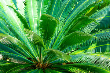 Close up nature view of green leaf and palms background. Flat lay, dark nature concept, tropical leaf cycas revoluta