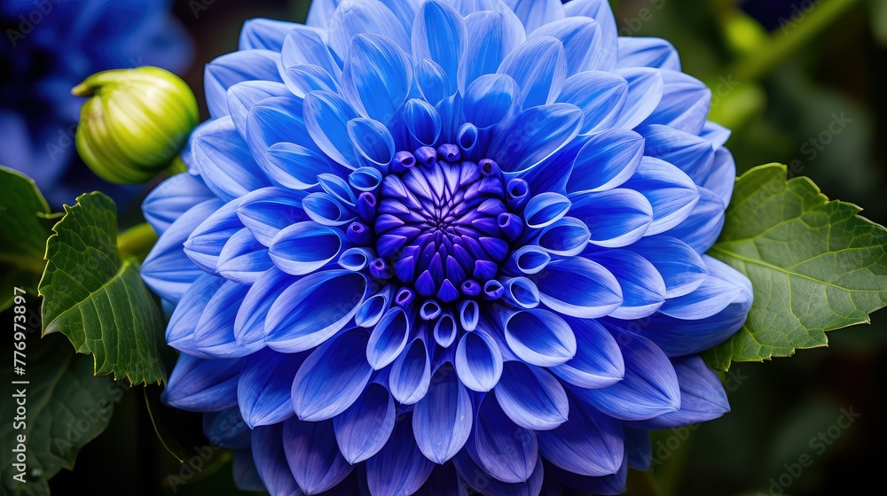 Sticker bloom blue dahlia