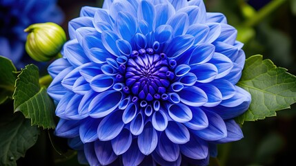 bloom blue dahlia © vectorwin