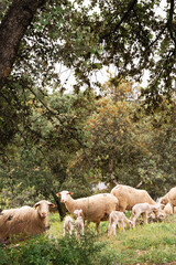 Ovejas y borregos, paridera