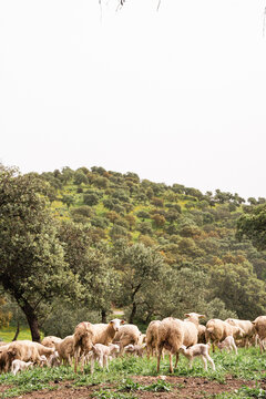 Ovejas y borregos, paridera