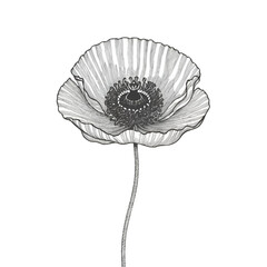 Poppy flower doodling  illustration