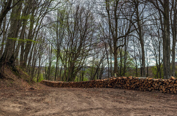 Large stack of newly cut down beech tree timber, stacked by a road in Romania. - 776978266