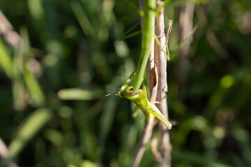 Naklejka premium バッタを捕獲中のオオカマキリ