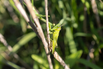 バッタを捕獲中のオオカマキリ