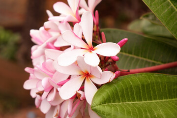 Close-up of blooming pink frangipanis or plumeria tree