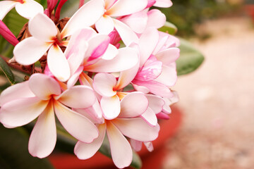 Close up of blooming frangipanis or plumeria tree. 