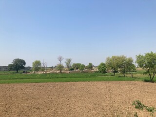 landscape with a field