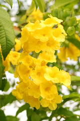 Blooming yellow bells tree 