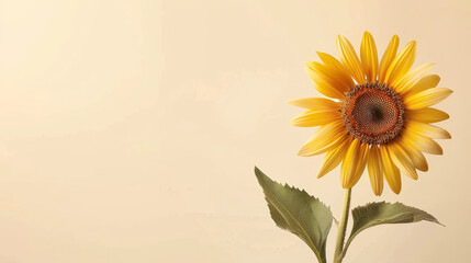 A single sunflower on a soft beige background, bright and cheerful.
