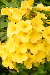 Blooming yellow bells tree branch 