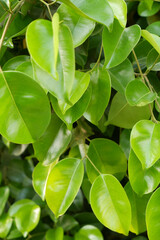 Green tree leaves close-up as background.