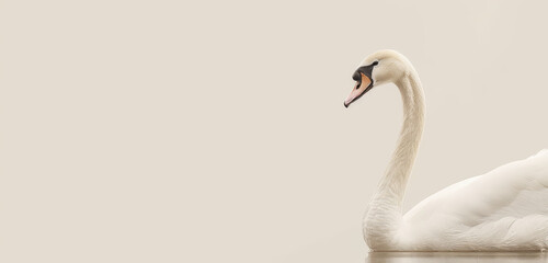 A regal swan against a minimalist beige background, evoking serene elegance.