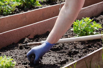 loosen the soil in the bed and remove dirt between the seedlings