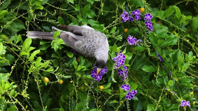Bird Nectar Foraging in Blooming Bush