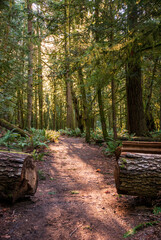 Forest Views at Lake Crescent at Olympic National Park in Clallam County, Washington