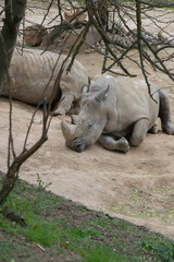 Obraz premium Guardian of the Savannah: The Mighty African Rhinoceros