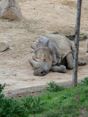 Fototapeta premium Majestic Vigilante: The Rhinoceros in its Natural Habitat