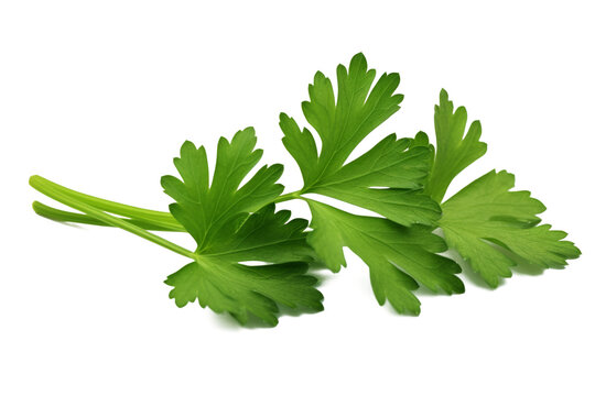 green leaves of parsley isolated on white background