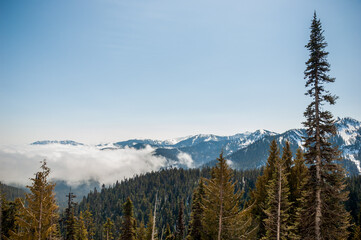 Hurricane Ridge in Olympic National Park, Mountain in Washington State