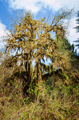 The Lush Greenery at Hoh Rainforest Olympic National Park in Washington State