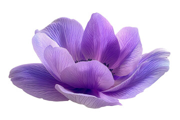Beautiful purple anemone mona lisa blush flowers isolated on white background
