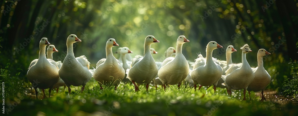 Poster a gathering of geese in a field of grass generative ai