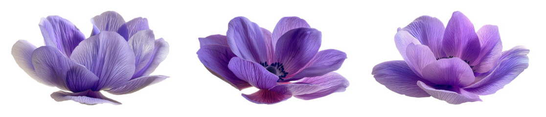 Beautiful purple anemone mona lisa blush flowers isolated on white background