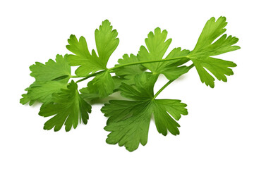 green leaves of parsley isolated on white background