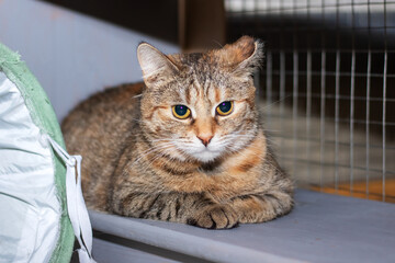 Cute grey cat lying on the floor